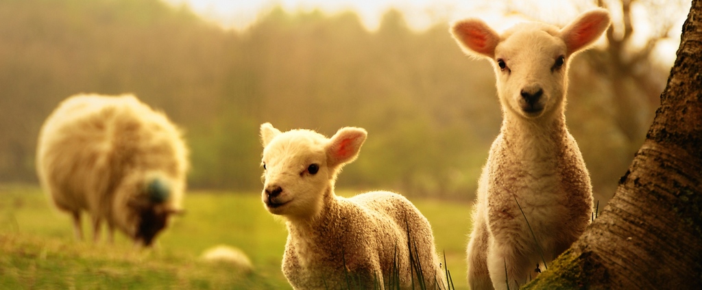 Объявления о сельскохозяйственных животных | ЗооТом - продажа, вязка и услуги для животных в Мирном
