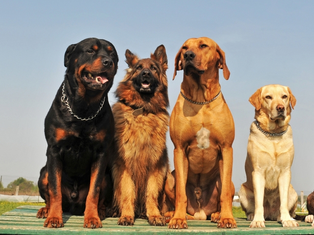 Крупные породы собак в Мирном | ЗооТом портал о животных